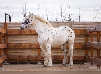 Noriker, Gelding, 10 years, 15,3 hh, Leopard-Piebald