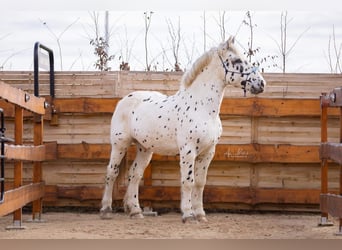 Noriker, Gelding, 10 years, 15,3 hh, Leopard-Piebald