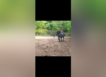 Noriker, Gelding, 10 years, 15,2 hh, Grey-Blue-Tan