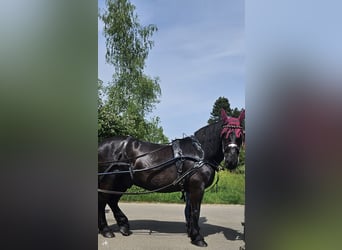 Noriker, Gelding, 10 years, 16,3 hh, Black