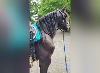 Noriker, Gelding, 10 years, 16 hh, Black