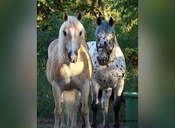 Noriker, Gelding, 10 years, 16,1 hh, Leopard-Piebald