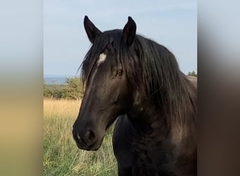 Noriker, Gelding, 10 years, 17 hh, Black