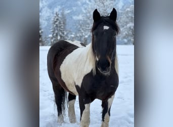 Noriker, Gelding, 11 years, 15.1 hh, Pinto