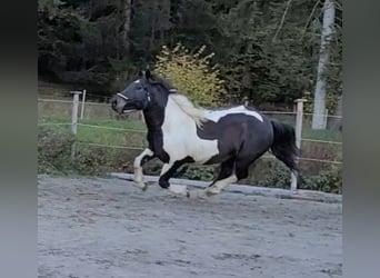 Noriker, Gelding, 11 years, 15.1 hh, Pinto