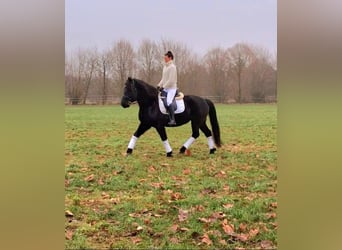 Noriker, Gelding, 11 years, 15,2 hh, Black