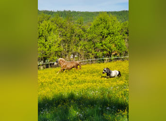 Noriker, Gelding, 11 years, Chestnut