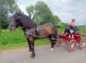 Noriker, Gelding, 12 years, 16 hh, Black