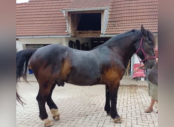 Noriker, Gelding, 12 years, 16 hh, Black