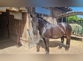 Noriker, Gelding, 12 years, 16 hh, Black