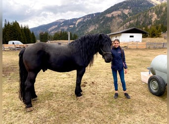 Noriker, Gelding, 13 years, 16 hh, Black