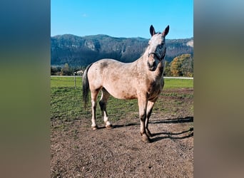 Noriker Mix, Gelding, 13 years, 16 hh