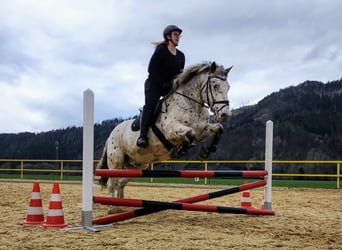 Noriker Mix, Gelding, 14 years, 15.1 hh, Leopard-Piebald