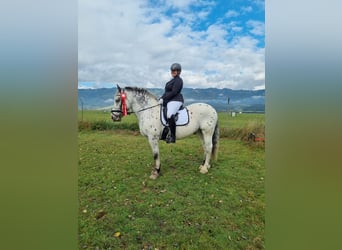 Noriker Mix, Gelding, 14 years, 15.1 hh, Leopard-Piebald