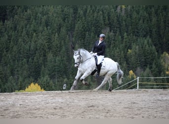 Noriker Mix, Gelding, 14 years, 15.1 hh, Leopard-Piebald
