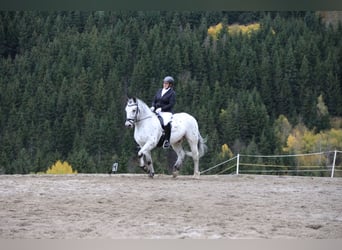 Noriker Mix, Gelding, 14 years, 15.1 hh, Leopard-Piebald