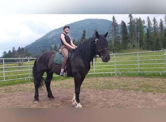 Noriker, Gelding, 14 years, 16,1 hh, Black