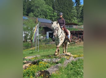 Noriker, Gelding, 15 years, 16.1 hh, Leopard-Piebald