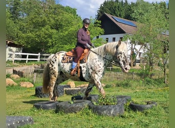 Noriker, Gelding, 15 years, 16.1 hh, Leopard-Piebald