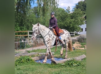 Noriker, Gelding, 15 years, 16.1 hh, Leopard-Piebald