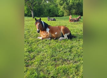 Noriker, Gelding, 15 years, 16 hh, Pinto