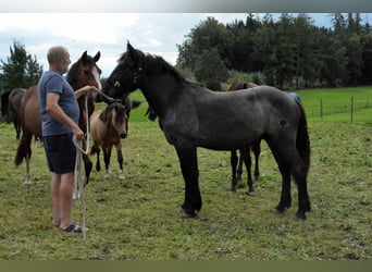 Noriker, Gelding, 1 year, 14,2 hh, Gray-Blue-Tan