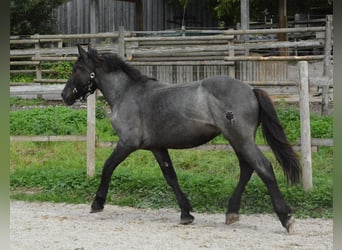 Noriker, Gelding, 1 year, 14,2 hh, Gray-Blue-Tan