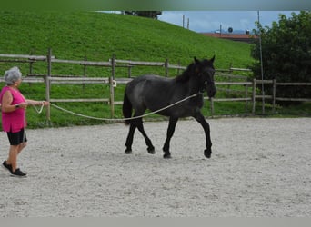 Noriker, Gelding, 1 year, 14,2 hh, Gray-Blue-Tan