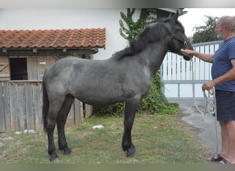 Noriker, Gelding, 1 year, 14,2 hh, Gray-Blue-Tan