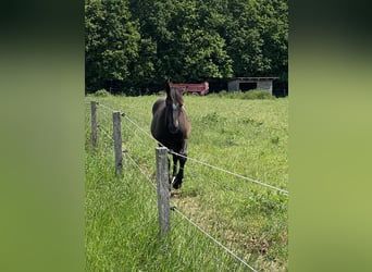 Noriker, Gelding, 1 year, Black