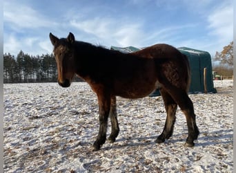 Noriker, Gelding, 1 year, Brown