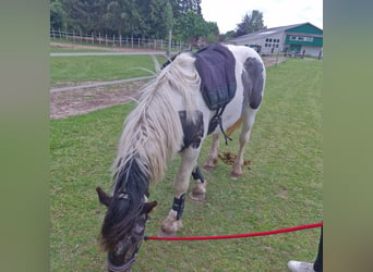 Noriker Mix, Wallach, 2 Jahre, 14 hh, Kann Schimmel werden