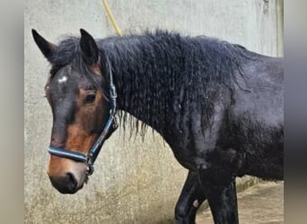 Noriker, Wallach, 2 Jahre, 15,1 hh, Dunkelbrauner