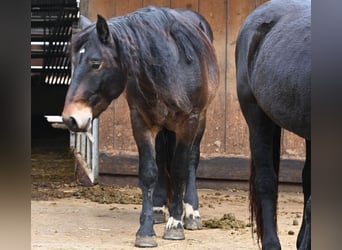 Noriker, Gelding, 2 years, 15,1 hh, Bay-Dark