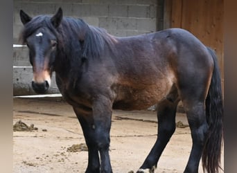 Noriker, Gelding, 2 years, 15,1 hh, Bay-Dark