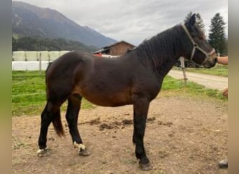 Noriker, Wallach, 2 Jahre, 15,1 hh, Dunkelbrauner