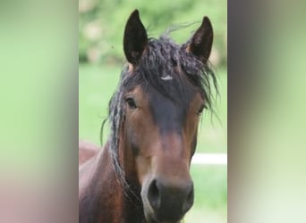 Noriker, Wallach, 2 Jahre, 15,1 hh, Dunkelbrauner