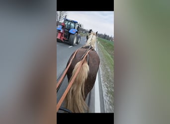 Noriker, Gelding, 2 years, 15.3 hh, Chestnut