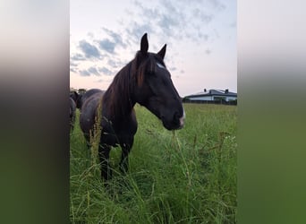 Noriker, Gelding, 2 years, 15 hh, Black
