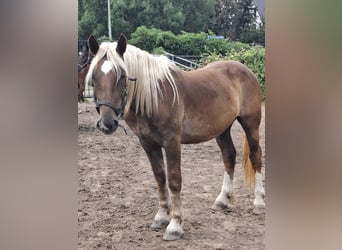 Noriker, Gelding, 2 years, 15,1 hh, Chestnut