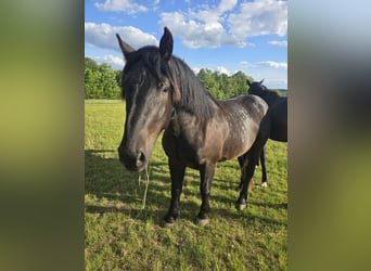 Noriker, Gelding, 2 years, 15,2 hh, Black