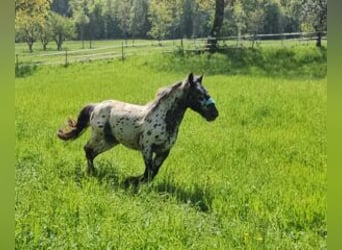 Noriker, Gelding, 2 years, 16 hh, Leopard-Piebald