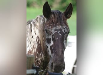 Noriker, Gelding, 2 years, 16 hh, Leopard-Piebald