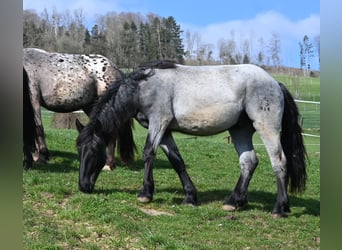 Noriker, Gelding, 2 years, 17 hh