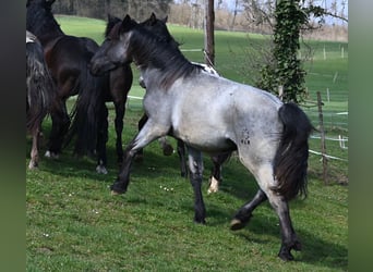 Noriker, Gelding, 2 years, 17 hh
