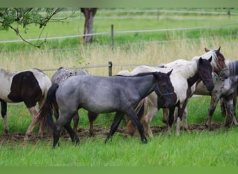 Noriker, Gelding, 2 years, 17 hh