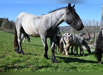 Noriker, Gelding, 2 years, 17 hh