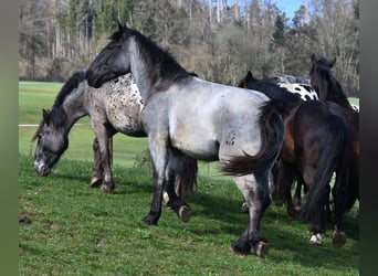 Noriker, Gelding, 2 years, 17 hh