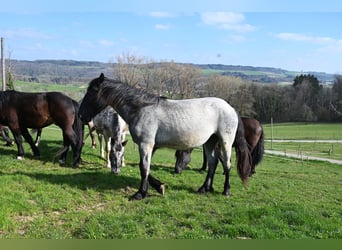 Noriker, Gelding, 2 years, 17 hh