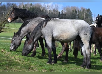 Noriker, Gelding, 2 years, 17 hh